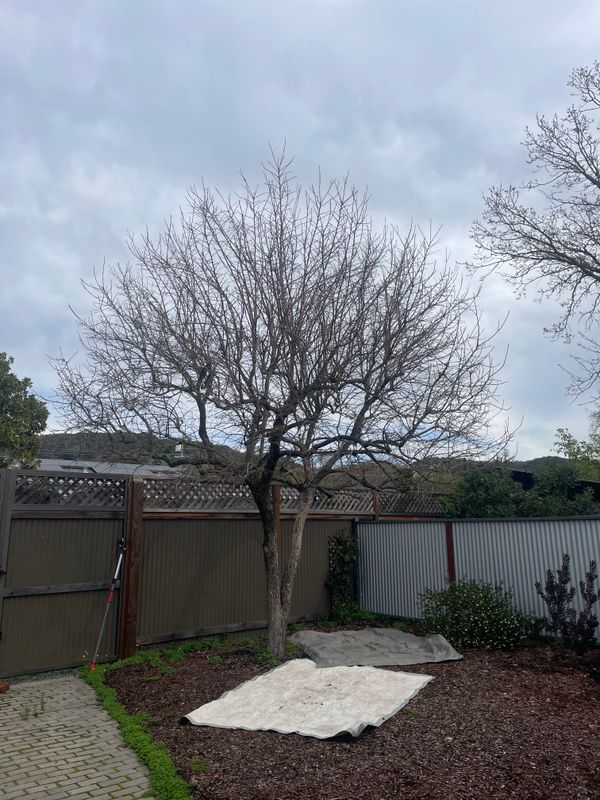 Tree Health and Maintenance