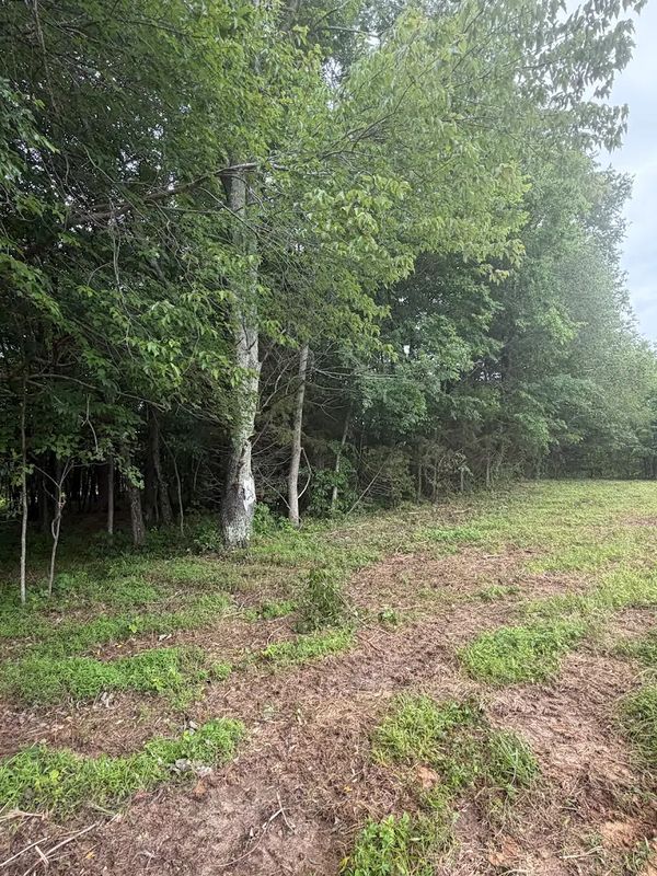 Tree Thinning
