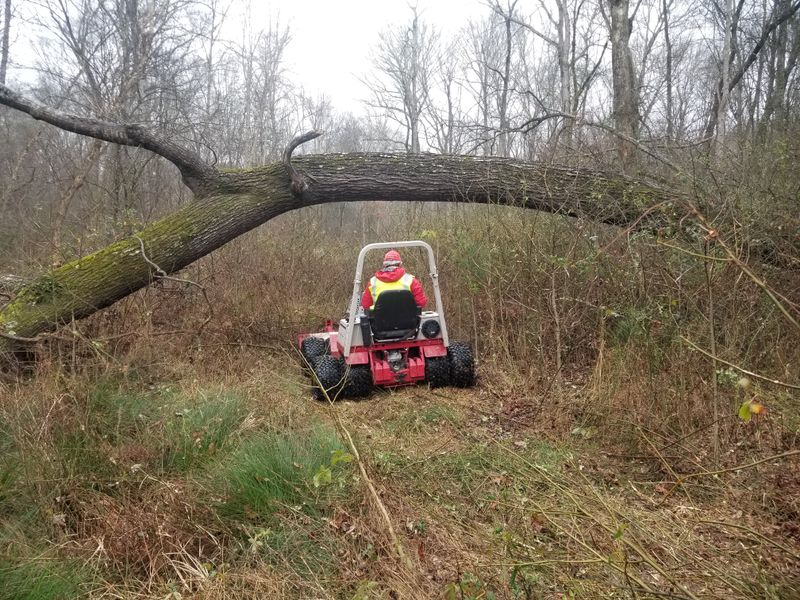 Small - Medium Tree Removal and Trimming