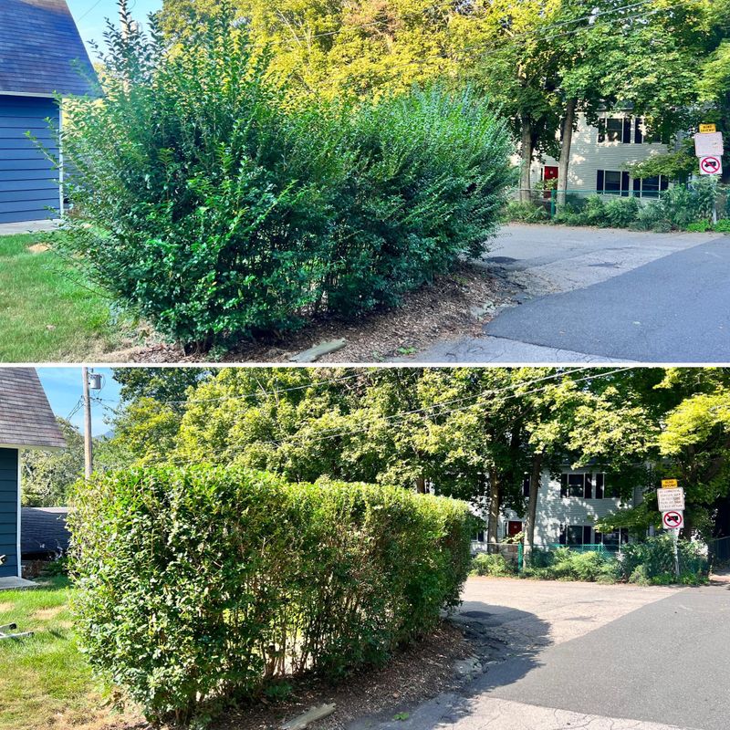 Shrub Trimming