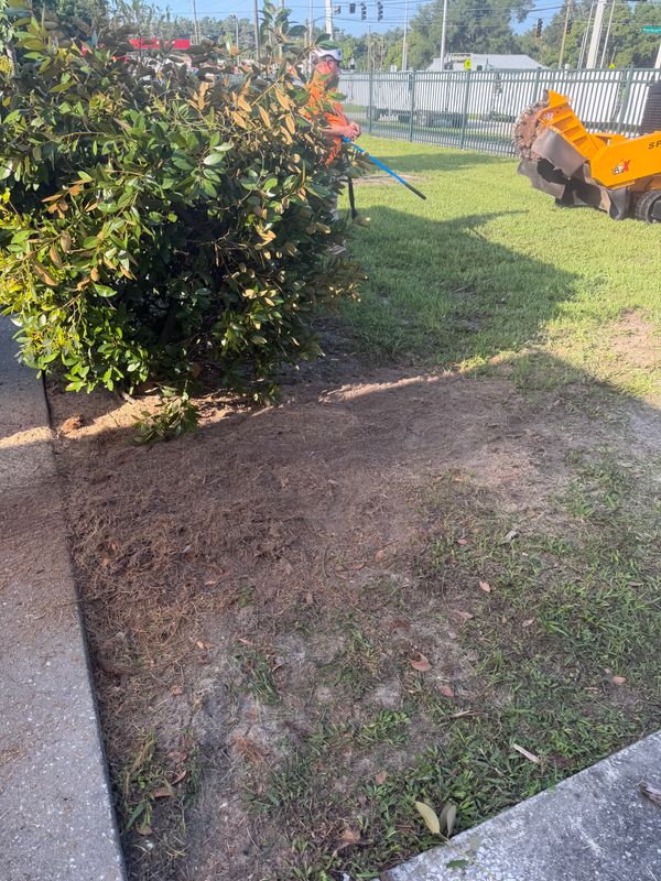 Stump Removal