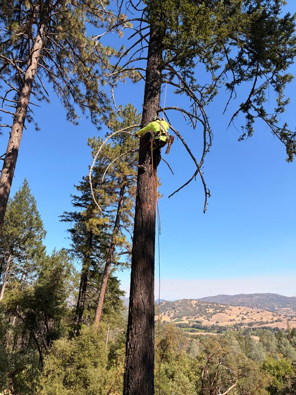 Tree Removal