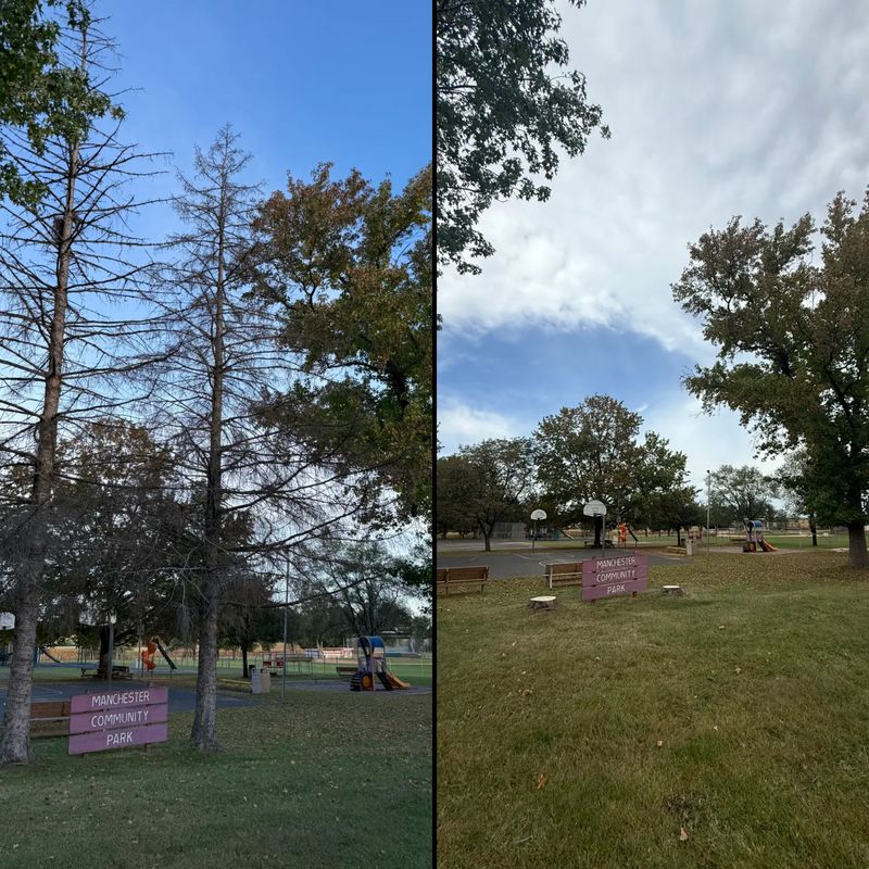 Tree Removal