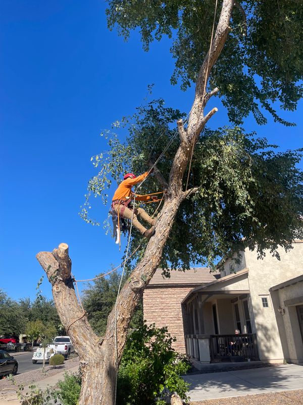 Sissoo Tree Removal