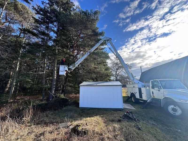 Tree Removal