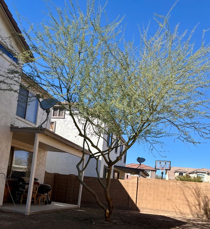 Tree & Shrub Care
