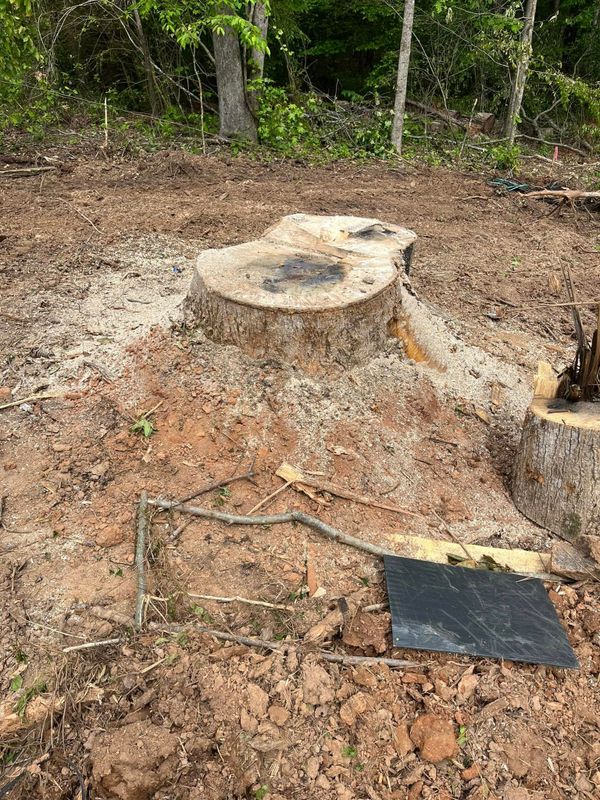 Tree Removal
