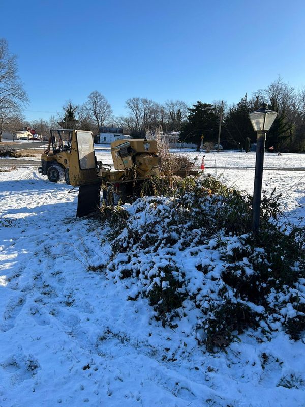 Tree Trimming