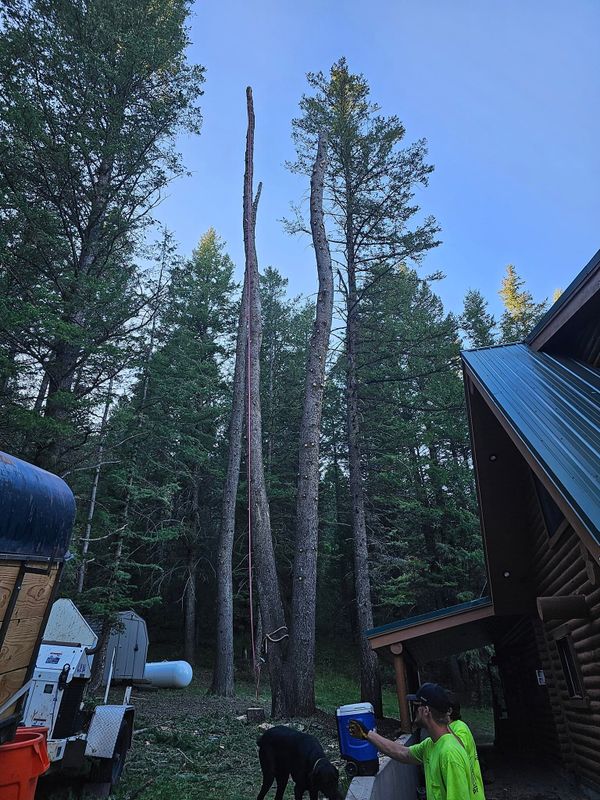 Tree Removal gallery