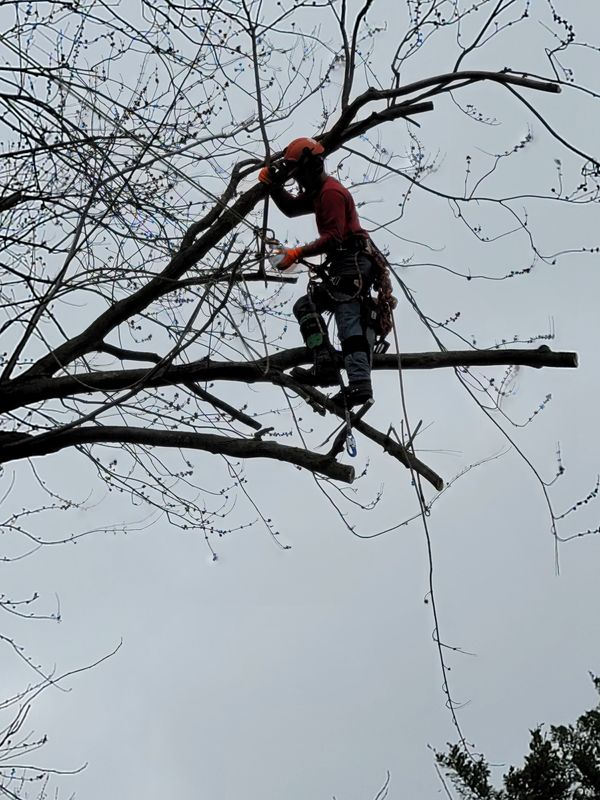 Tree Trimming / Pruning