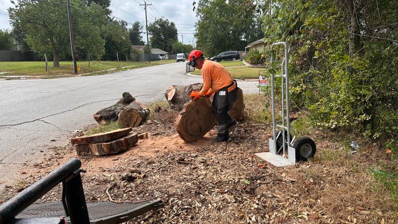 Tree trimming and removal