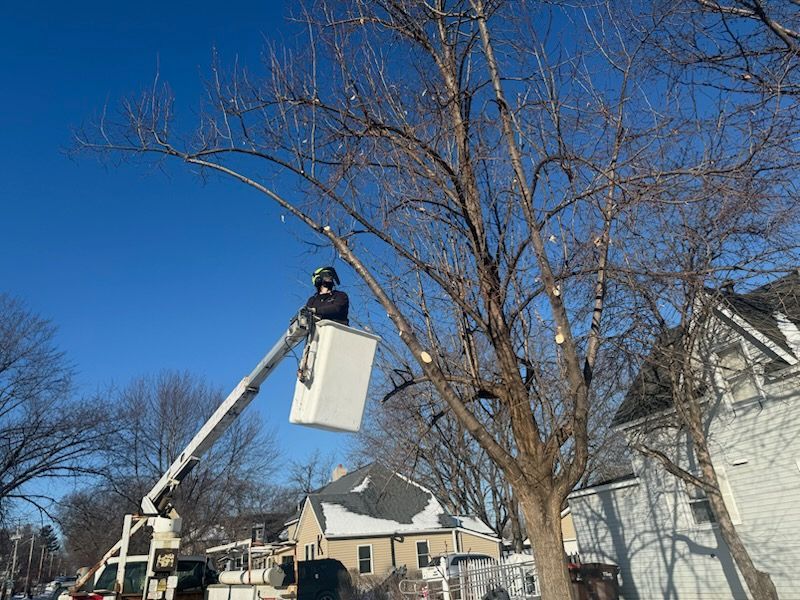 Tree service