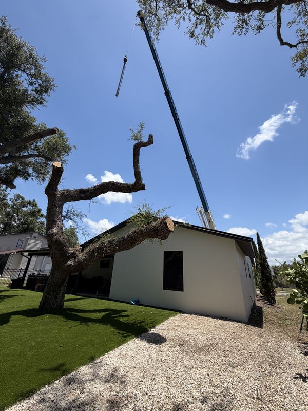Tree Trimming