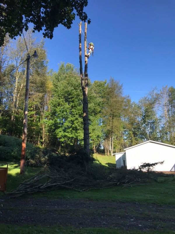 Tree Removal gallery