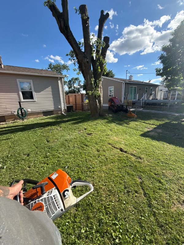 Tree Trimming