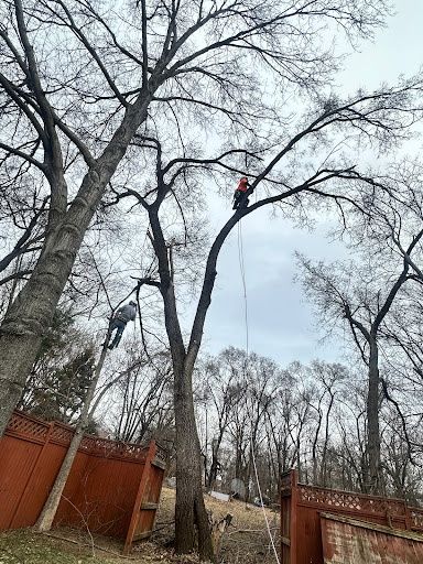 Tree Trimming