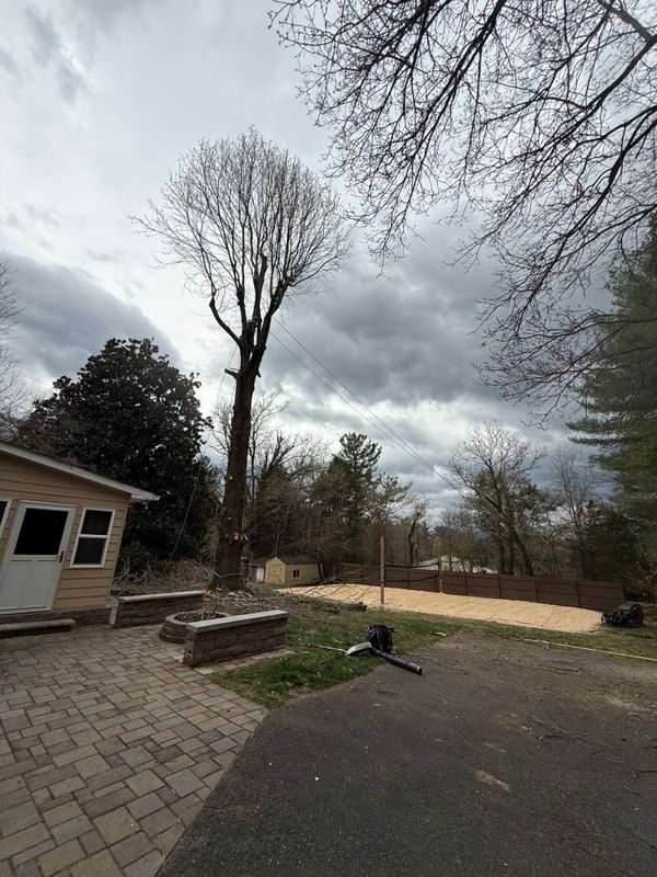 Tree Removal gallery