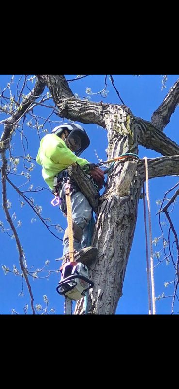 Tree Trimming
