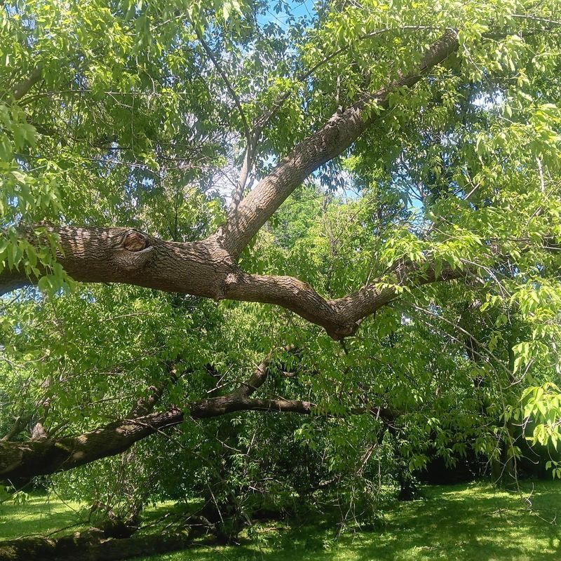 Tree Storm Damage Removal