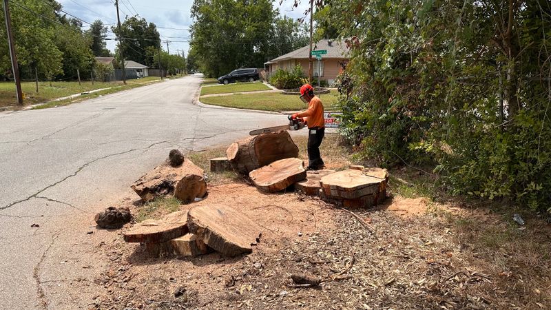 Tree trimming and removal
