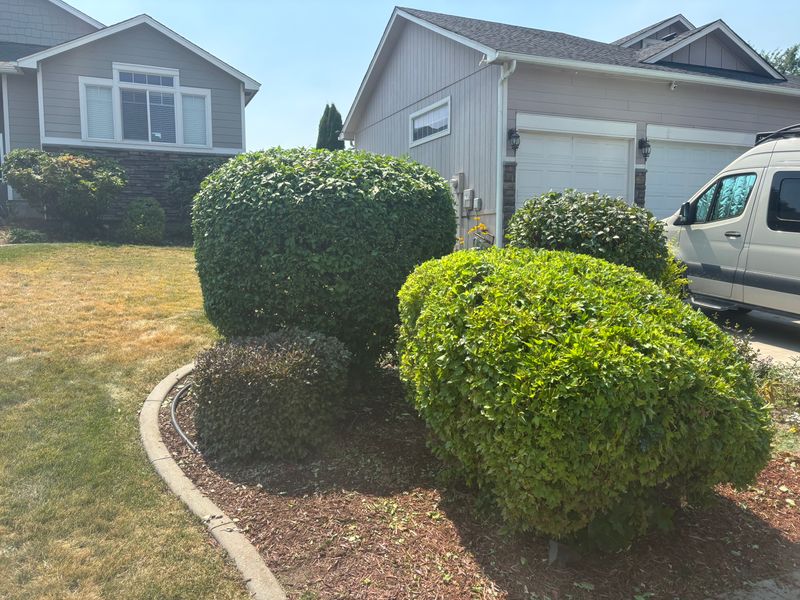 Tree and Shrub Care