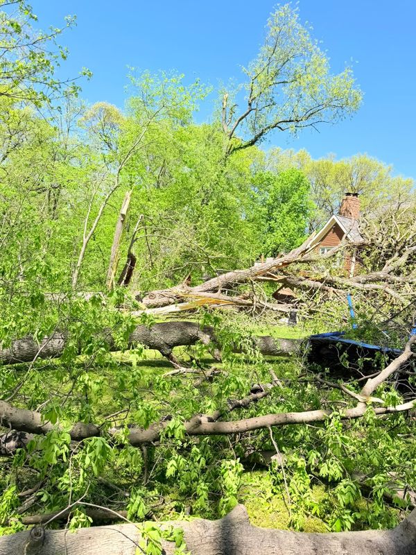 Tree Removal