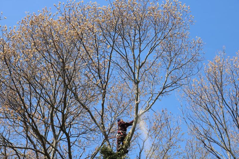Tree Removal