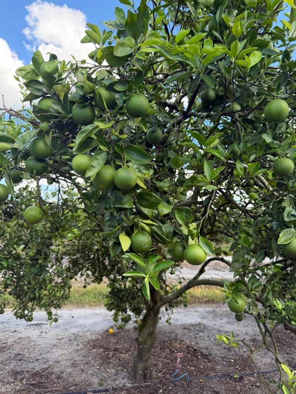 Citrus Consulting