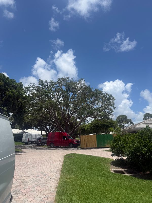 Tree Trimming