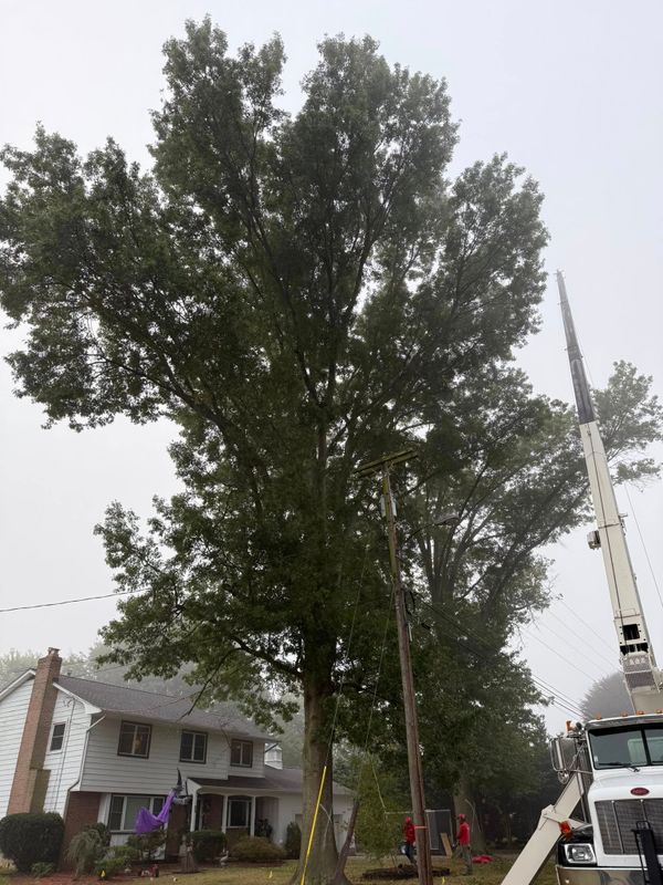 Tree Trimming