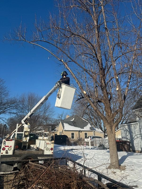Tree Trimming
