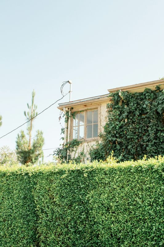 Hedge Trimming
