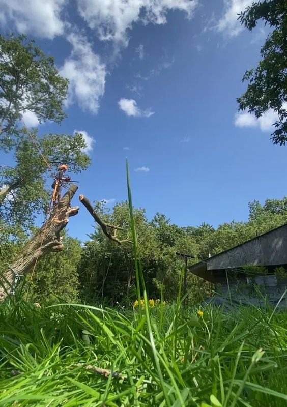 Tree trimming 