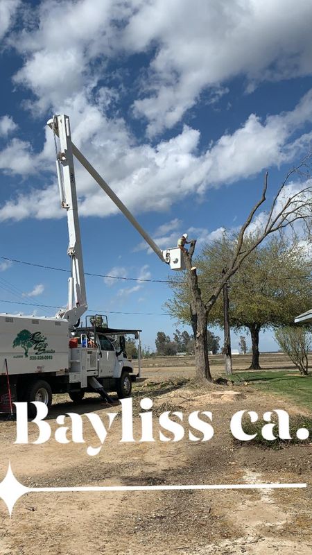 Tree Removal gallery
