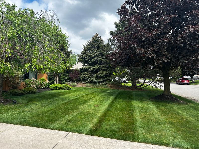 Lawn Maintenance
