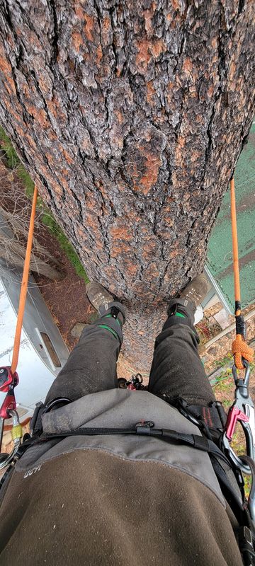 Tree Services