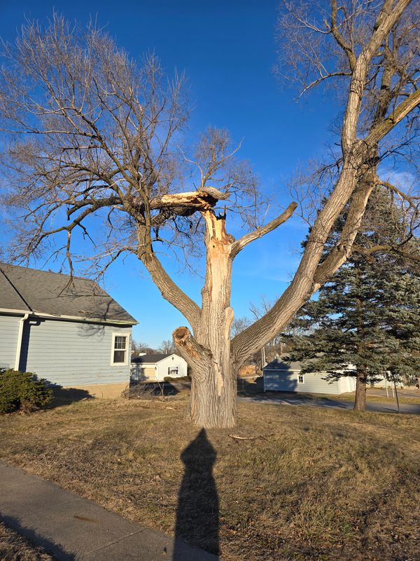 Tree Trimming
