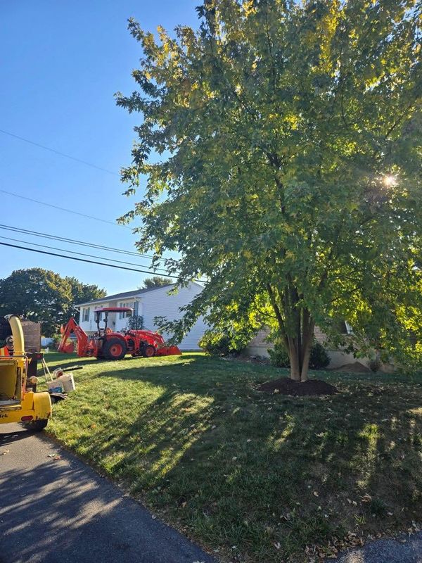 Small Tree Removal