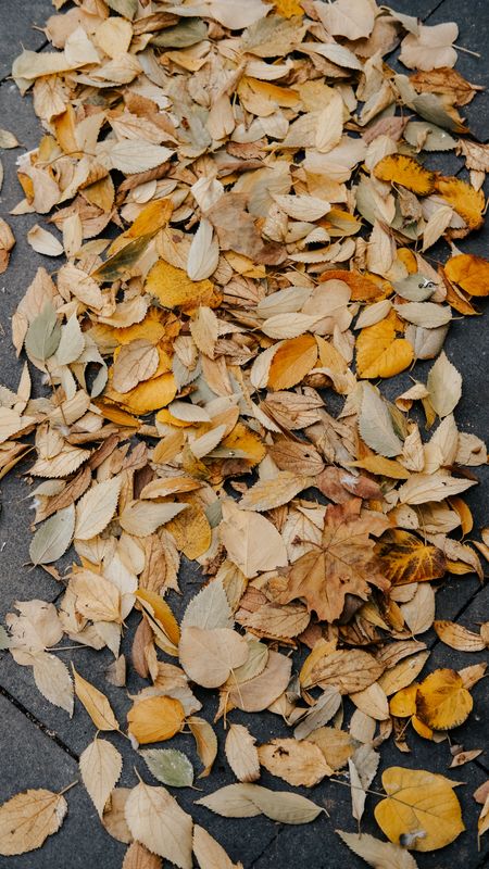 Leaf Removal