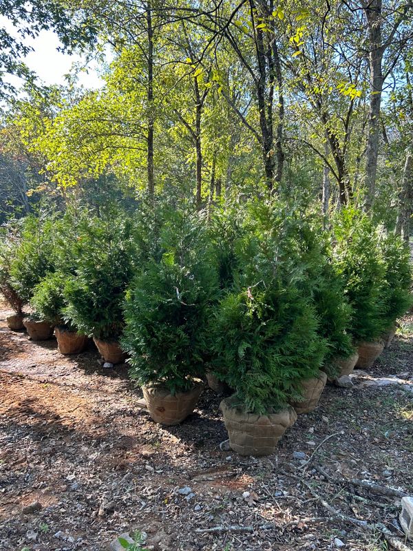 Tree Wholesaling