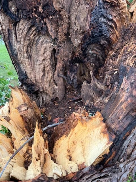 Stump Removal