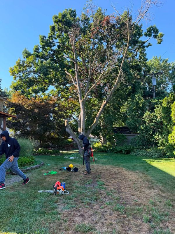 Tree Trimming