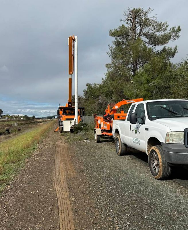 Tree Removal