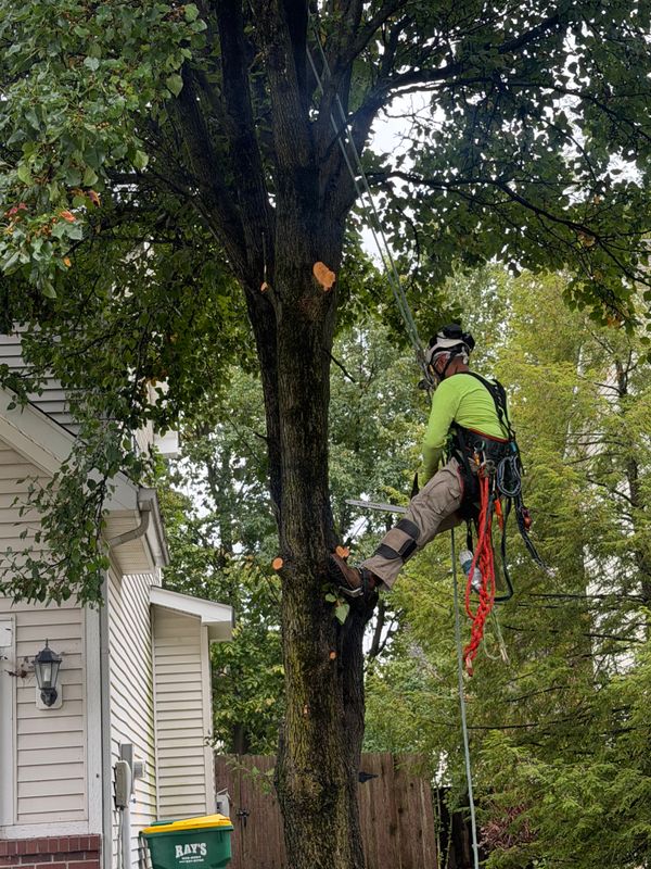 Tree Service