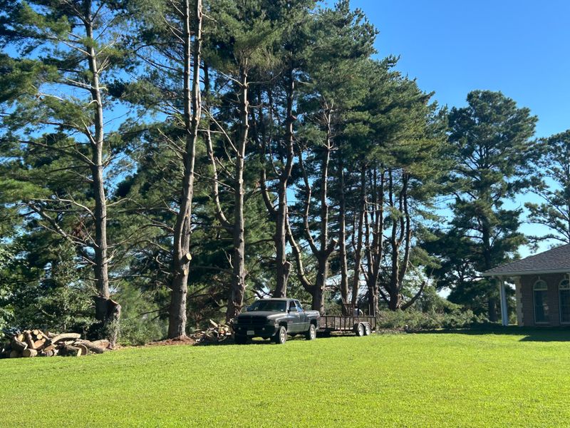 Tree Removal & Limbing 