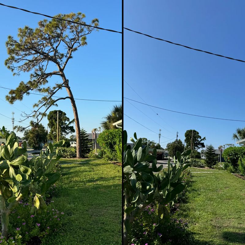 Tree Removal