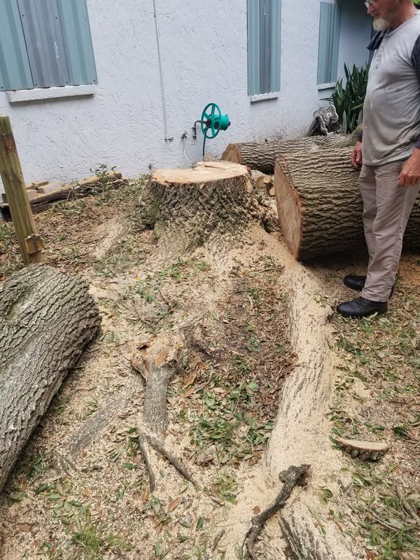 Tree Removal