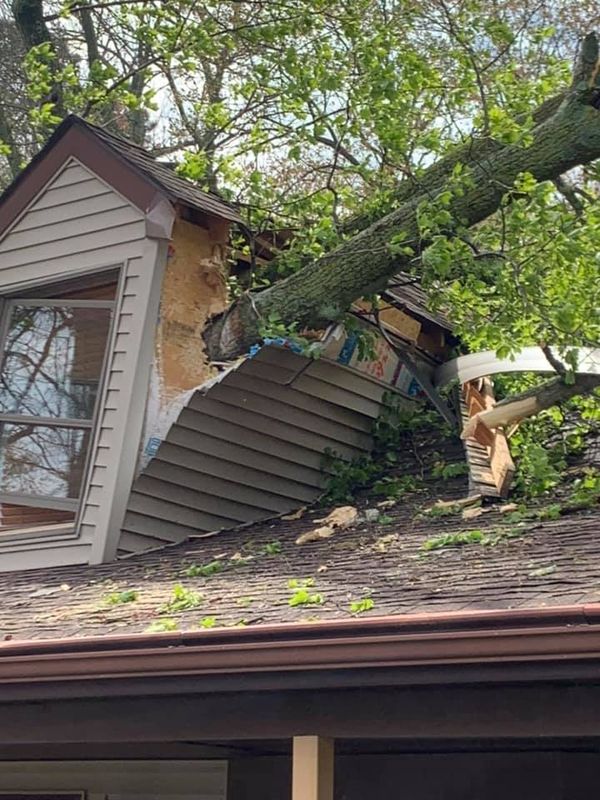 Tree Removal gallery