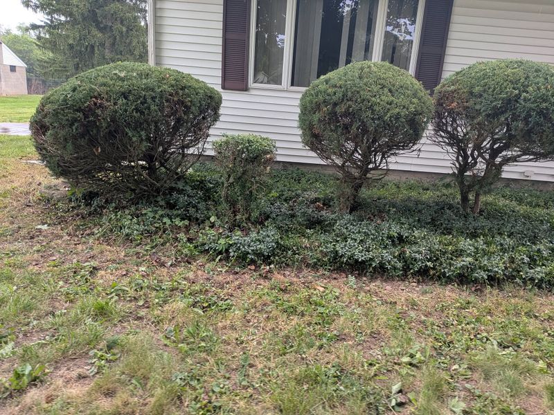 Tree & Shrub Care