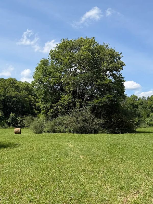 Stump Grinding